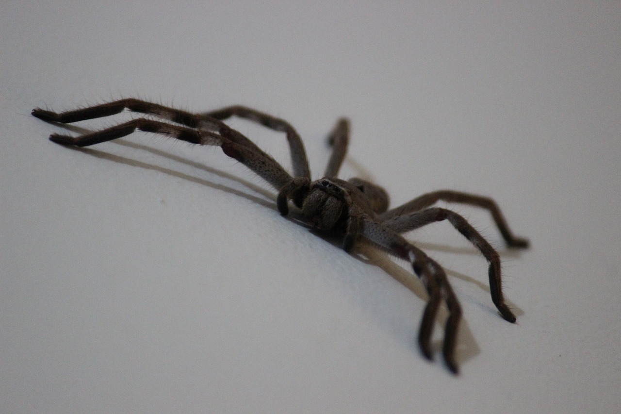 Do huntsman spiders really crawl across your face at night?